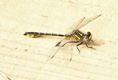 Hylogomphus geminatus