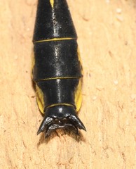 Hylogomphus geminatus