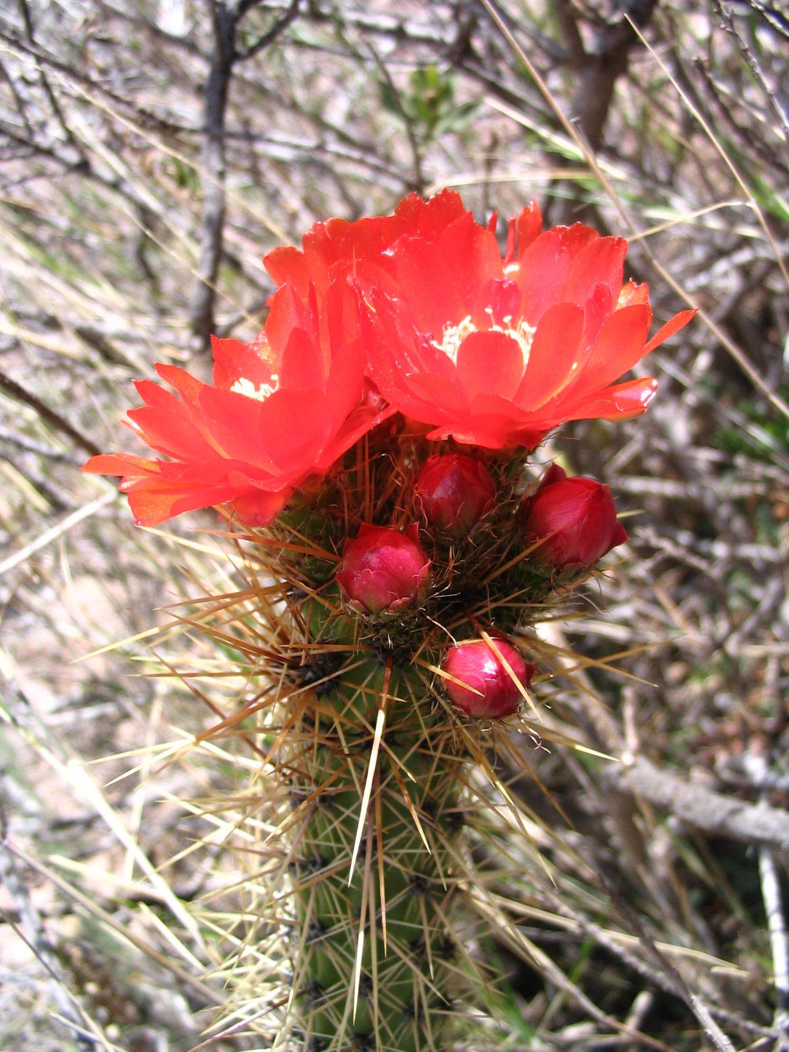Corryocactus erectus