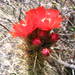Corryocactus erectus - Photo (c) cstobie,  זכויות יוצרים חלקיות (CC BY), הועלה על ידי cstobie