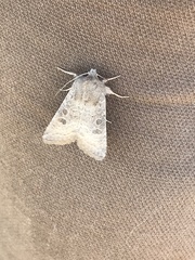 Protorthodes melanopis