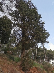 Cupressus sempervirens