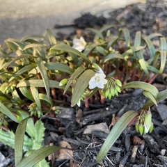 Claytonia virginica