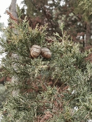 Cupressus sempervirens