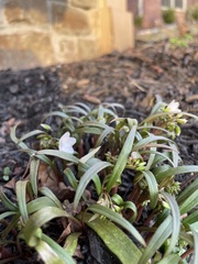 Claytonia virginica