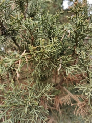 Cupressus sempervirens