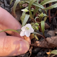 Claytonia virginica