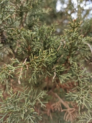 Cupressus sempervirens