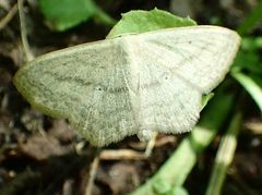 Scopula nigropunctata