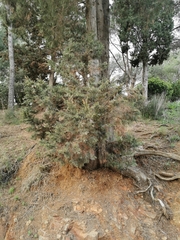 Cupressus sempervirens