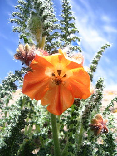 Caiophora pentlandii (Caiophora pentlandii)