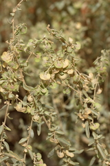 Atriplex stipitata
