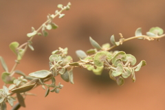 Atriplex stipitata
