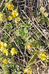 Potentilla incana