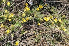 Potentilla incana
