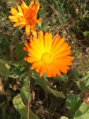Calendula officinalis