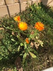 Calendula officinalis