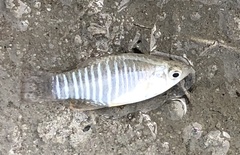 Fundulus xenicus