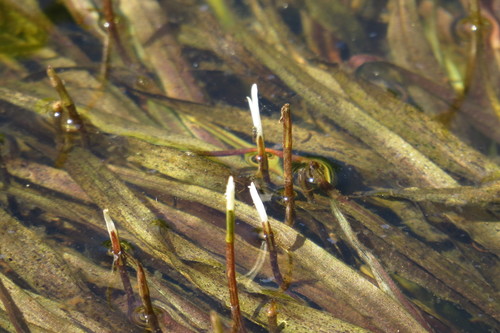 Image of Blyxa aubertii by (c) coenobita, some rights reserved (CC BY)