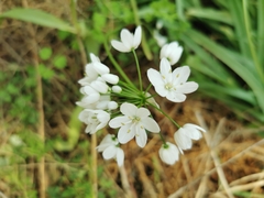 Allium neapolitanum