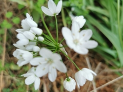 Allium neapolitanum