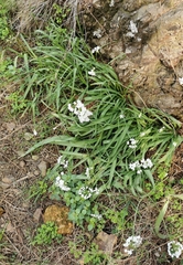 Allium neapolitanum
