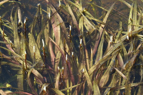 Image of Blyxa aubertii by (c) coenobita, some rights reserved (CC BY)