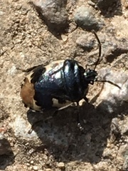 Tritomegas bicolor