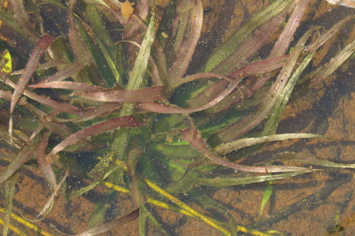 Image of Blyxa aubertii by (c) coenobita, some rights reserved (CC BY)