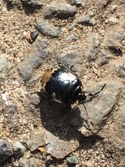 Tritomegas bicolor