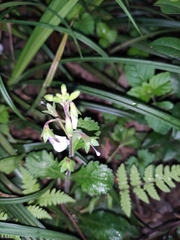 Mazus stachydifolius
