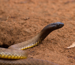 Pseudonaja aspidorhyncha