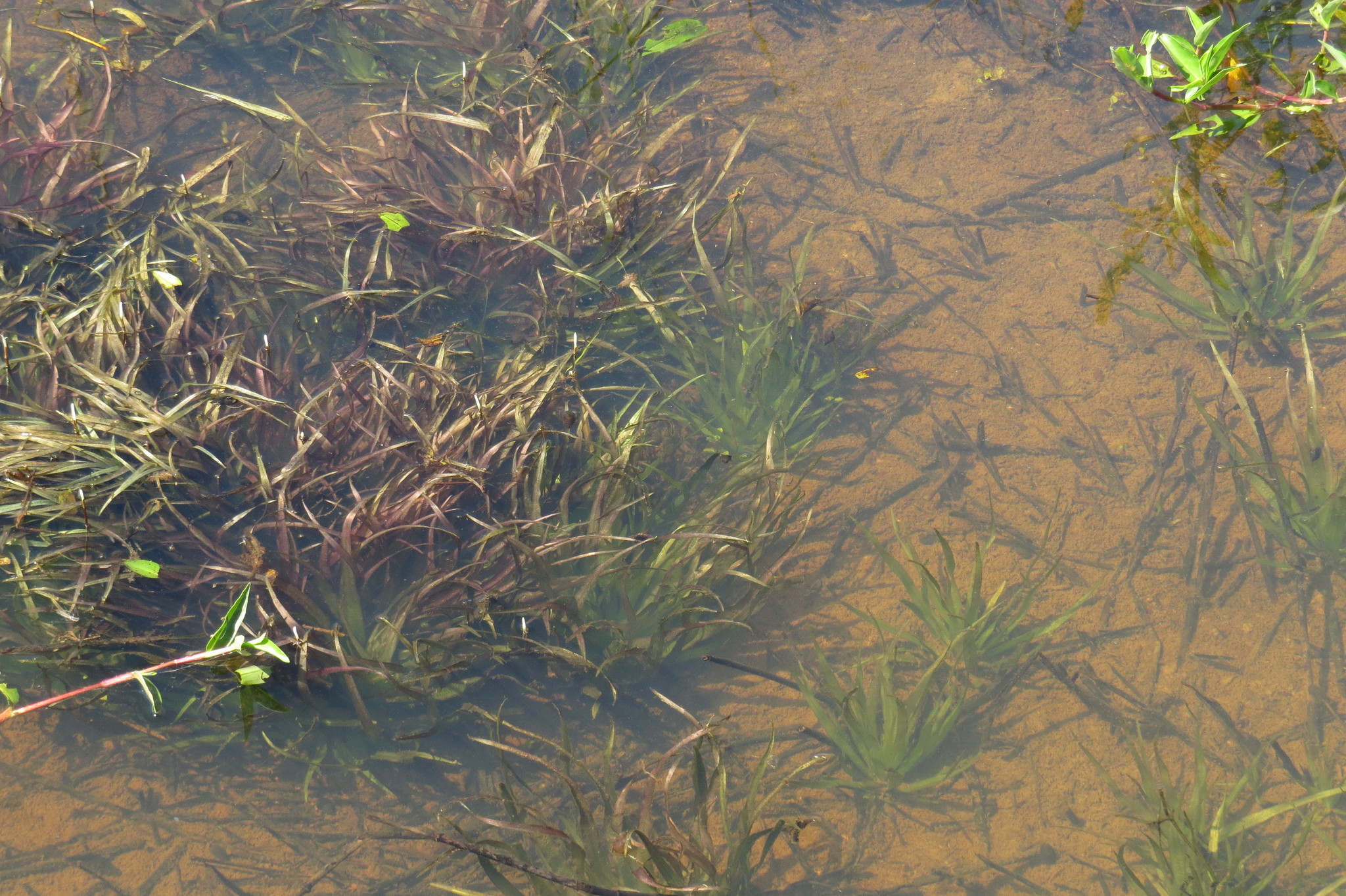 Blyxa aubertii