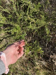 Hypericum fasciculatum