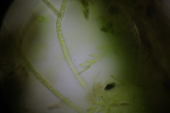 Microthamnion