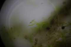 Microthamnion