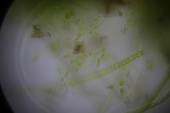 Microthamnion