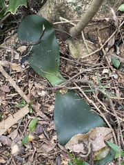 Haemanthus deformis