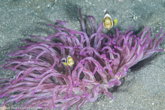 Macrodactyla doreensis