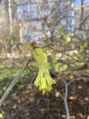 Corylopsis pauciflora