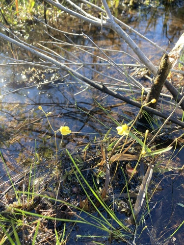 Zigzag Bladderwort