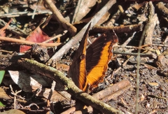 Eurytela dryope angulata