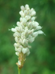 Bistorta alopecuroides