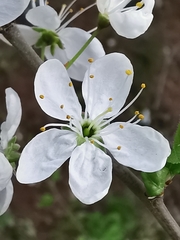 Prunus