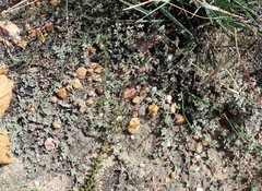 Aizoon portulacaceum
