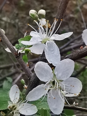 Prunus