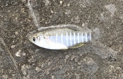 Fundulus xenicus
