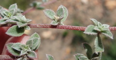 Aizoon portulacaceum