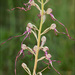 Himantoglossum adriaticum - Photo (c) Amadej Trnkoczy, algunos derechos reservados (CC BY-NC-SA)