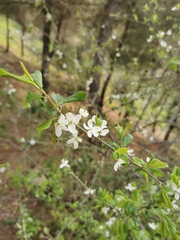 Prunus